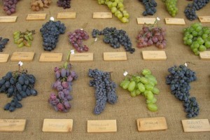 Подбор сорта винограда