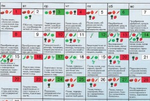 Календарь работ на винограднике