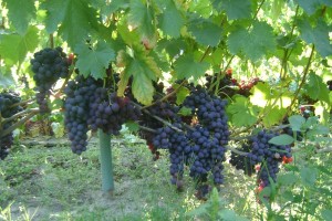 Нагрузка виноградных кустов