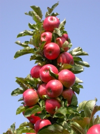 Обрезка колоновидной яблони